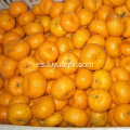 bebé fresco mandarina naranja fábrica directa de exportación